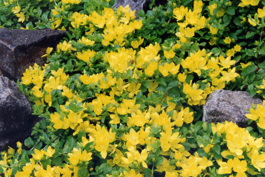 Lysimachia nummularia photo